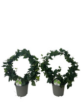 Murgröna Båge Ø12 cm